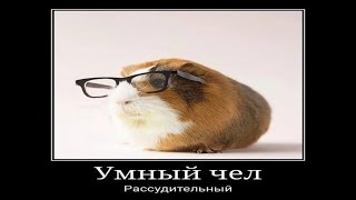 УМНЫЙ ЧЕЛ Рассудительный 🤓