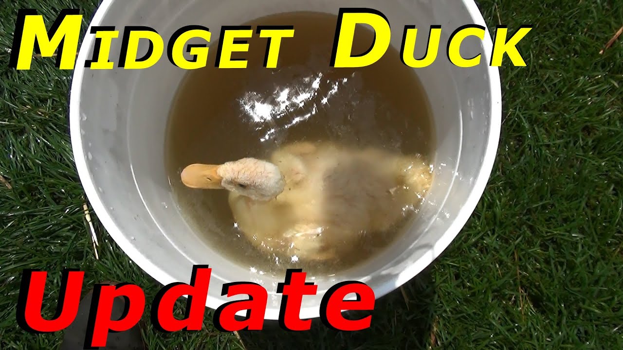 180+ Duck Eggs Into The Hatcher & More Muscovy Ducklings Hatching 54