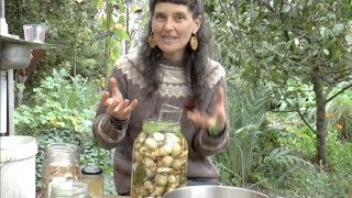 : Sunchokes  from garden to gut (permaculture living non-monetised)