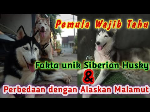 Video: Apakah pagar tak terlihat berfungsi untuk husky?