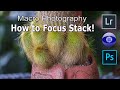 Macro Photography: How to Focus Stack your images!