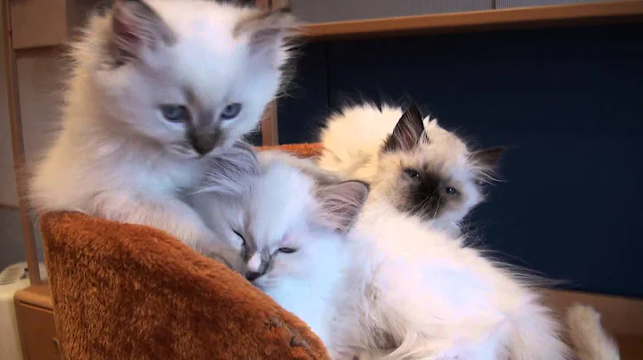 Watch the video about Ragdollkitten Indy - lilac lynx mitted mit Blesse...