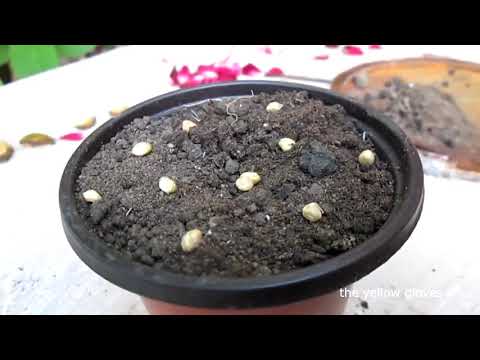 How to grow Roses from seeds  ( advanced method)