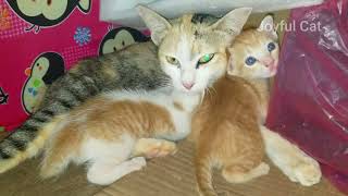 Lovely kitten staying with mother. by Joyful Cat 5 views 4 weeks ago 10 minutes, 43 seconds