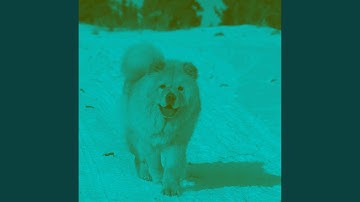 Pulsating Backdrops for Morning Puppy Exercise