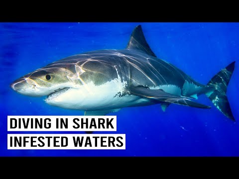 SHARK DIVERS