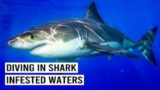 Shark Divers
