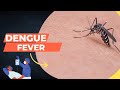 Dengue fever signs and symptoms prevention and control denguedengue fever guidepharmaline