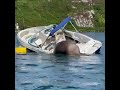 WALRUS BOARDS A BOAT