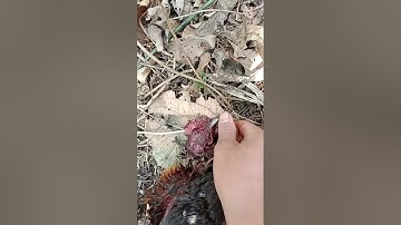 dib qaib qus tuaj zoo kawg 15/3/2023