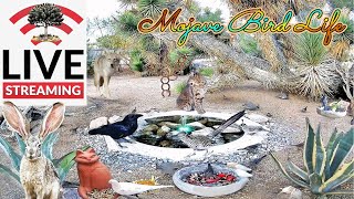 LIVESTREAM 4222024 Happy Earth Day⛲Desert Watering Hole: Quail, Roadrunner, Ravens, Hawk & More