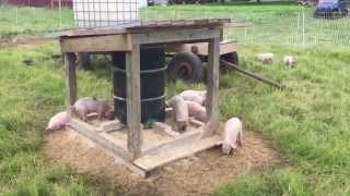 Pasture Pig Feeder (Round One)