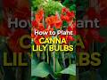 BEFORE Planting Canna Lilies, Watch This