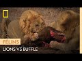Trois lions s'attaquent à un buffle