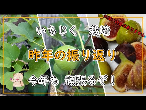 レモンのホップ イチジク いちじく 結実確認済 いちじく】昨年の振り返り - YouTube