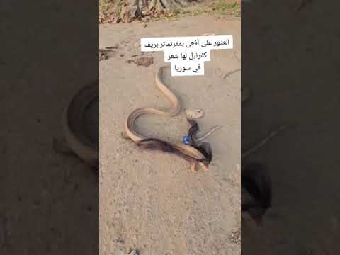 متداول العثور على افعى لها شعر في معر تماتر بقرى معرة النعمان إدلب