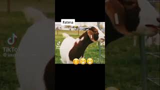 mentioned #fatima names😂😂#comedy