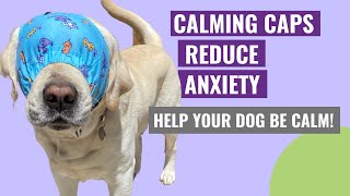 Calm Your Dog with a Calming Cap (Reduce Anxiety & Barking!)