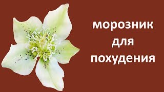 Морозник для похудения Использование морозника при похудении Галина Гроссманн Морозник для похудения Использование морозника при похудении Галина Гроссманн