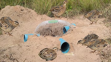 Creative Build Underground Quail Bird Trap Make From Electric Fan Guard With PVC Pipe & Deep Hole