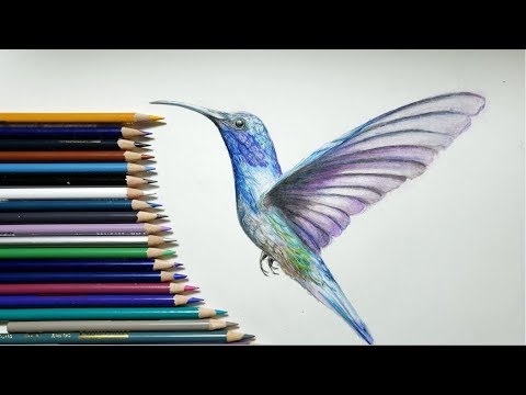 色鉛筆でハチドリを描いてみた Realistic Colored Pencil Drawing Of A Hummingbird Youtube