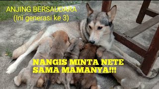 Mereka Kejar-Kejar Mamanya Buat Di Nyusui