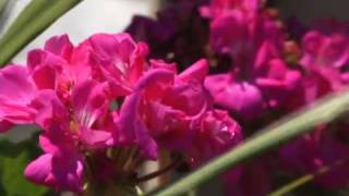 Visit Fairfax--Video 6