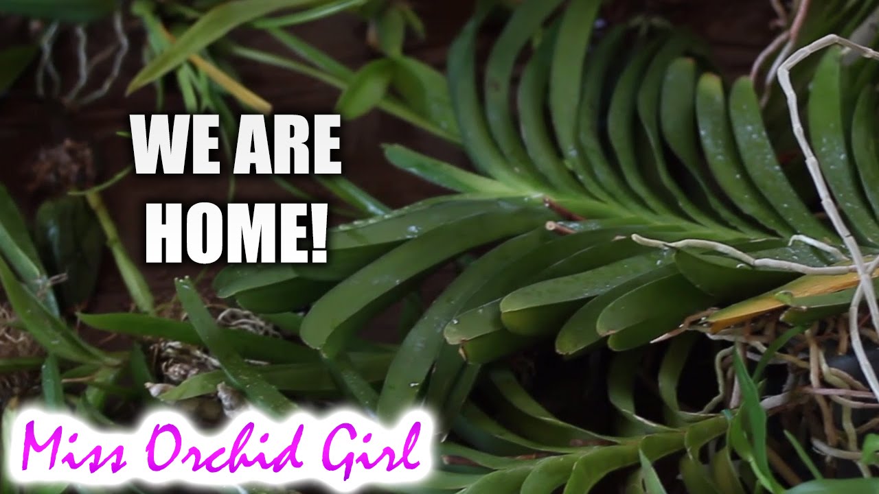 My Orchids After Transport - We'Re Ok!