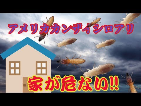 【シロアリ駆除】史上最強のシロアリがあなたの家を襲ってくる!!