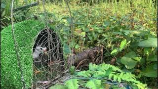 Tiếng quốc mồi dành cho ae chơi kẹp loa.