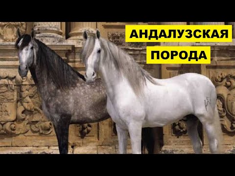 Андалузская лошадь разведение и особенности породы | Коневодство | Андалузская порода лошадей