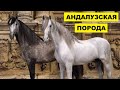 Андалузская лошадь разведение и особенности породы | Коневодство | Андалузская порода лошадей