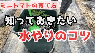 【ミニトマトの育て方】知っておきたい「水やりのコツ」