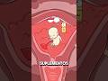 Por qué mezclar pastillas de aborto y embarazo es peligroso 🩺⚠️..!! #e2dhealth #animacion  #salud
