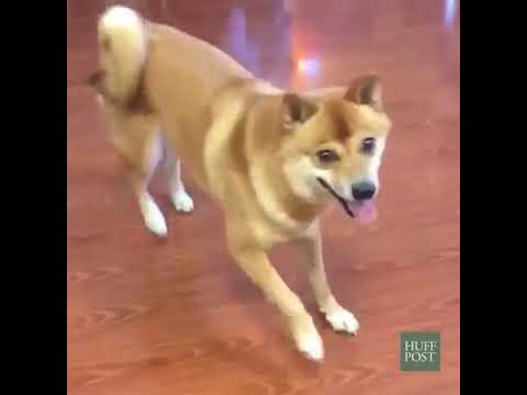 Собака танцует под музыку мем Mueve el toto los animales - YouTube