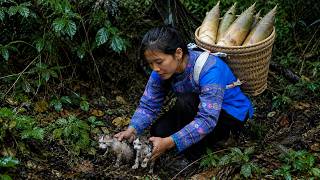 Han rescues stray cat - harvests giant bamboo shoots.