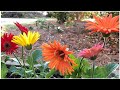 Gerbera Plant Complete Care for more flowers || Secret Fertilizer for Gerbera || Gerbera Daisies