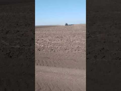 культивация посев ярового