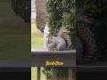 Squirrel Snack Time #squirrel #wildlife #squirrels