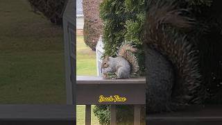 Squirrel Snack Time #squirrel #wildlife #squirrels
