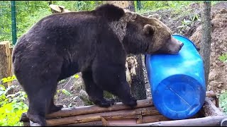 Поиск подходящего места для бочки 🐻📮 Медведь Мансур