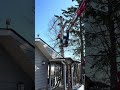 Tree Removal Services 5 - #shorts #shortvideo