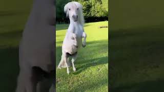 Funny white horse, #shorts #viral #love #trending #horse #dance #sexy