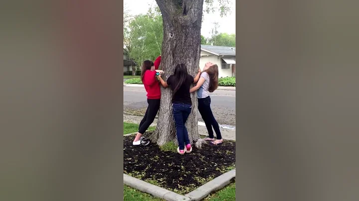 Alyssa, Kylie and Emily hugging a tree