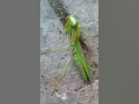 Praying Mantis attacking human - YouTube