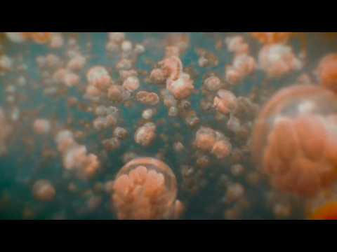 Tara King th. - Noctiluca