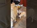 Is this dog real dog funny frenchbulldog animals pets