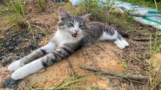 Moringa May 2024 Update! Stonehaven Food Forest Glampground / Eastern Tennesse