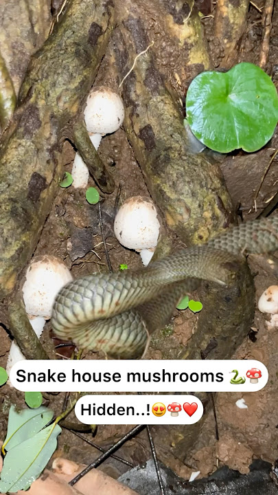 Snake house mushroom 😰🐍🍄Wow 😍❤️