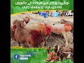 Eid ul Azha | Buying Sacrificial Animals | Nowshera Virkan | Eid-ul-Azha preparations | APP Digital